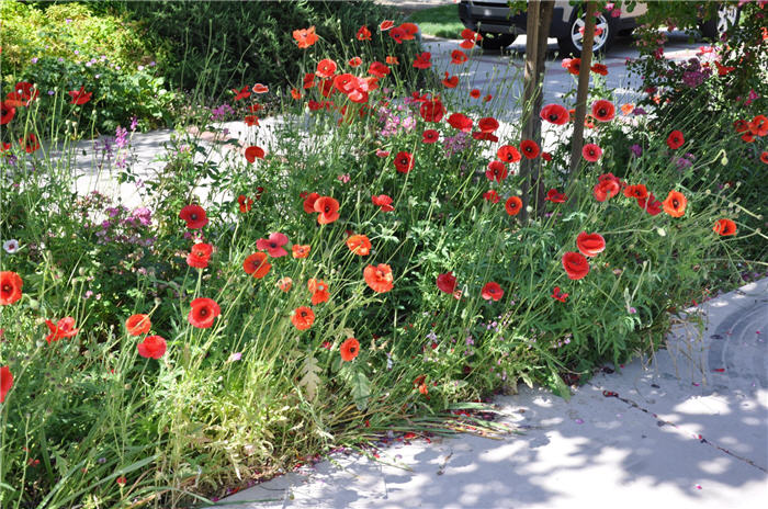 Plant photo of: Papaver rhoeas