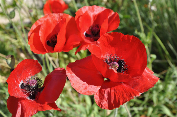 Plant photo of: Papaver rhoeas