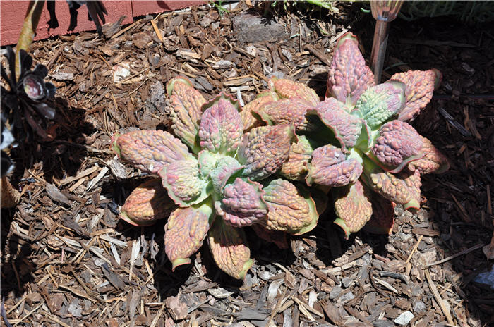 Plant photo of: Echeveria hybrids