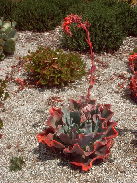 Plant photo of: Echeveria subridgida