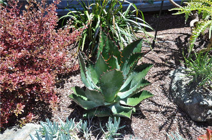 Plant photo of: Agave bovicornuta