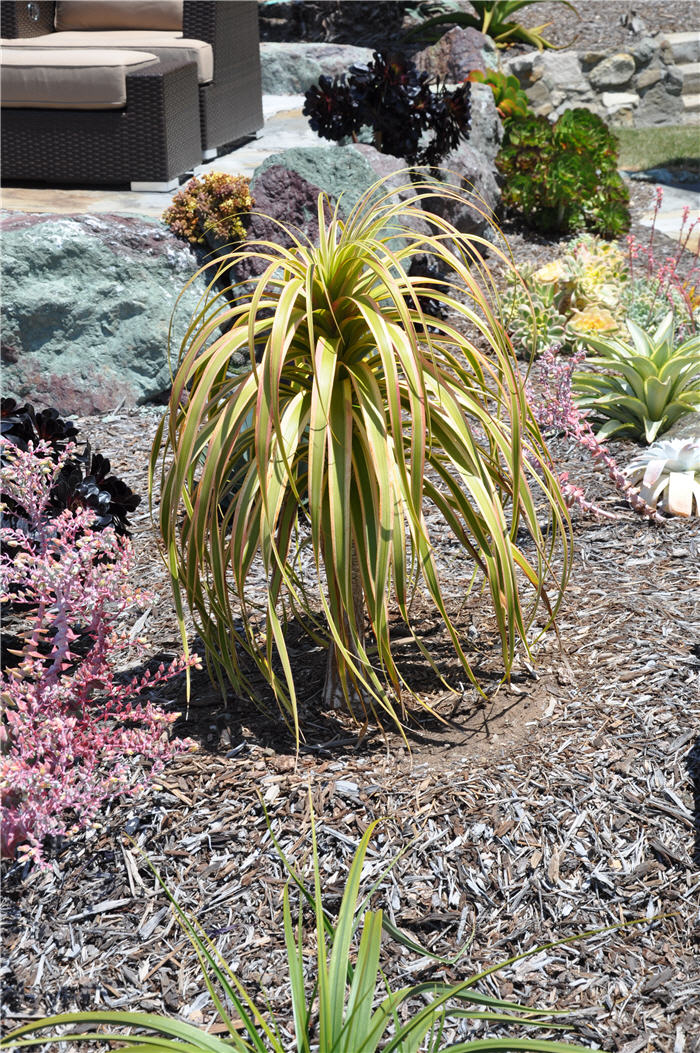 Plant photo of: Beaucarnea 'Gold Star'