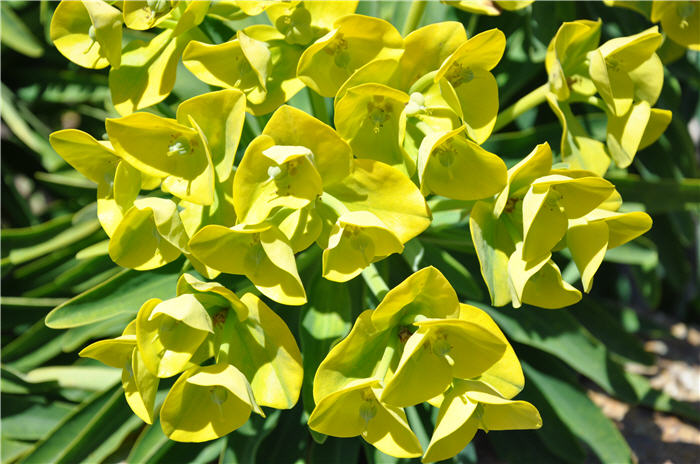 Plant photo of: Euphorbia lambii