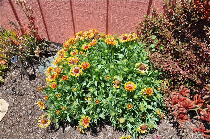 Plant photo of: Gaillardia 'Fanfare'