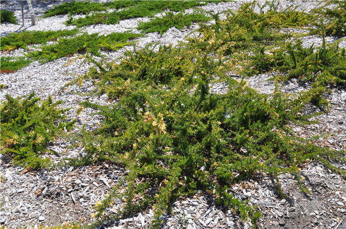 Plant photo of: Grevillea 'Molonglo'