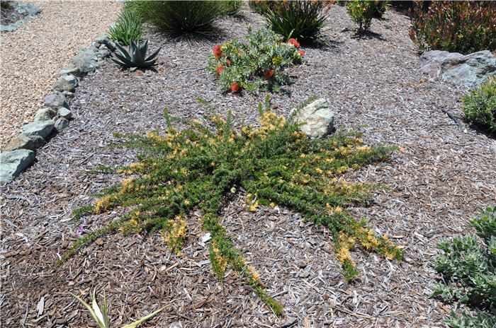 Plant photo of: Grevillea 'Molonglo'