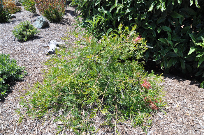 Plant photo of: Grevillea 'Robyn Gordon'