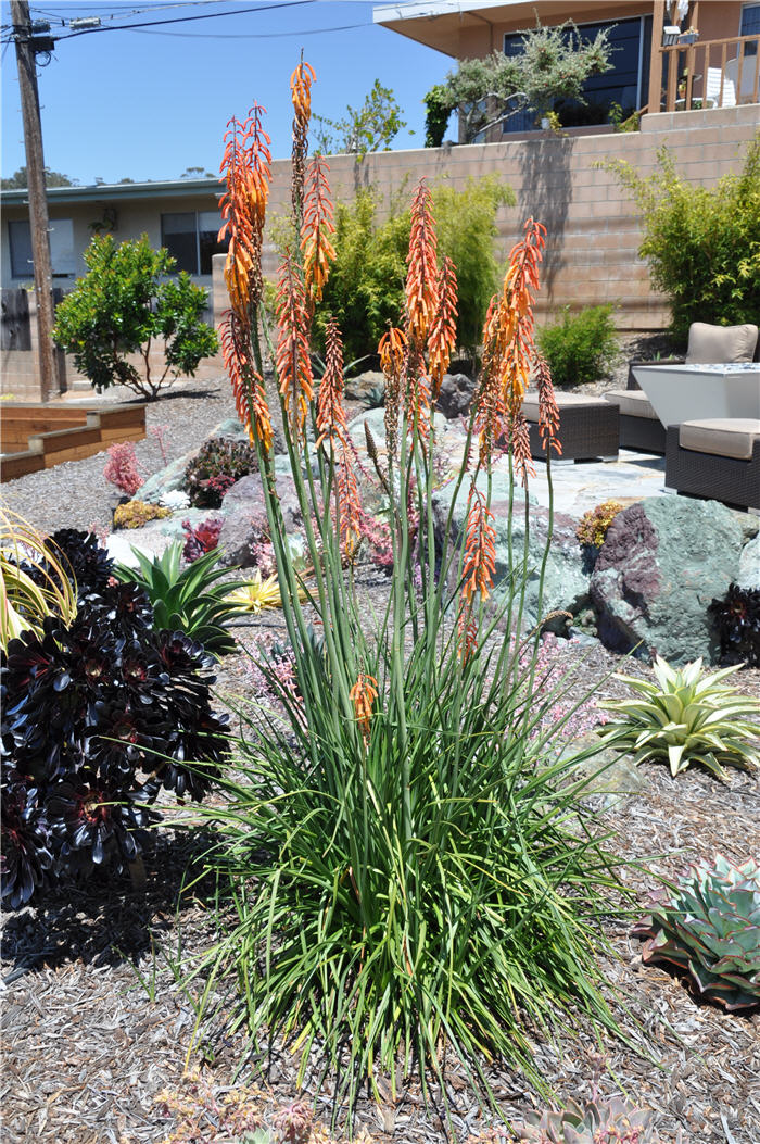 Plant photo of: Kniphofia thompsonii