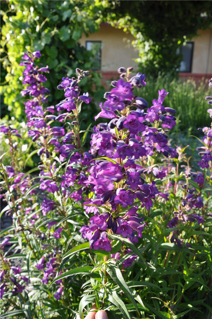 Plant photo of: Penstemon 'Purple'