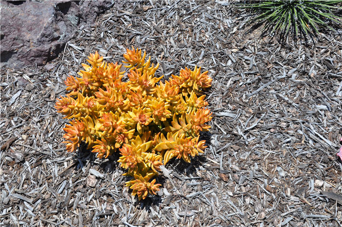 Plant photo of: Sedum 'Coppertone'