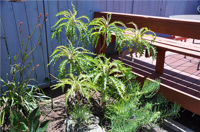 Plant photo of: Sonchus canariensis