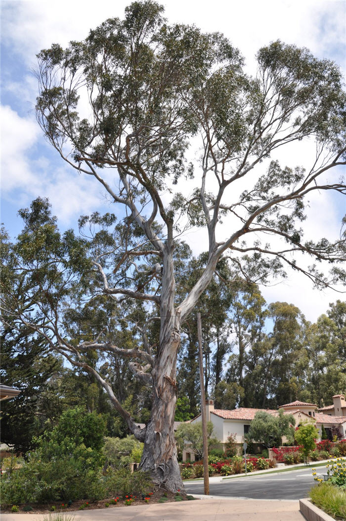 Plant photo of: Eucalyptus viminalis