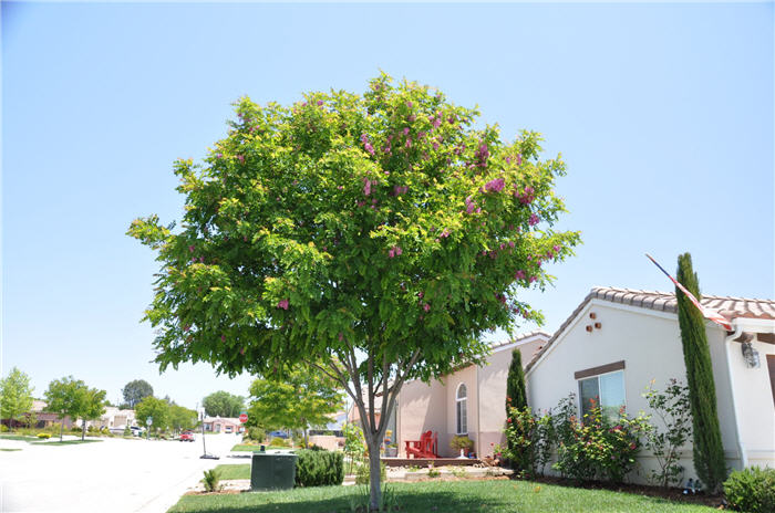 Plant photo of: Robinia X ambigua 'Purple Robe'