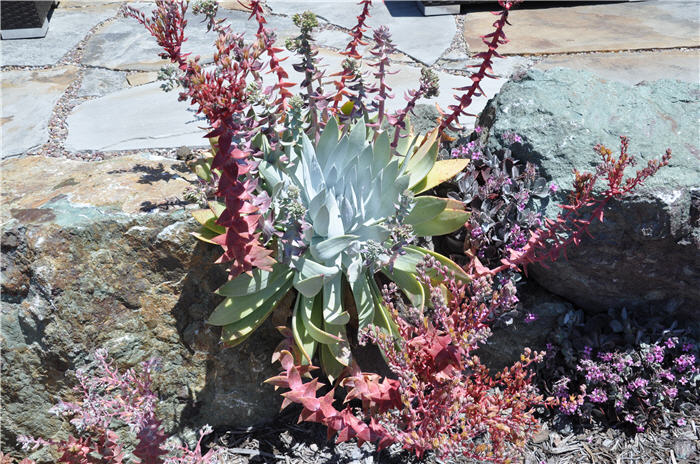 Plant photo of: Dudleya brittonii