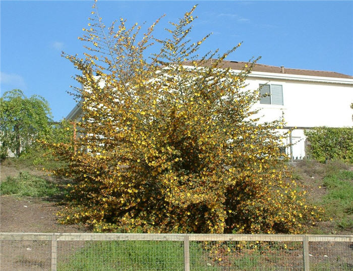 Plant photo of: Fremontodendron californicum