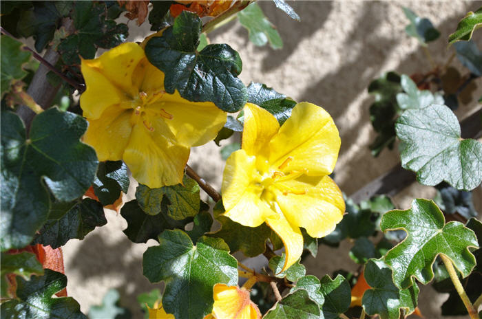 Plant photo of: Fremontodendron californicum