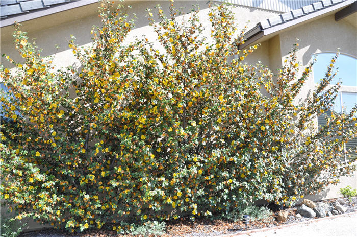 Plant photo of: Fremontodendron californicum