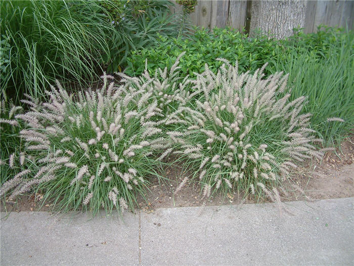 Plant photo of: Pennisetum orientale