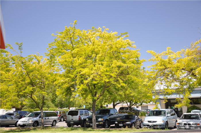 Plant photo of: Gleditsia tricanthos 'Sunburst'