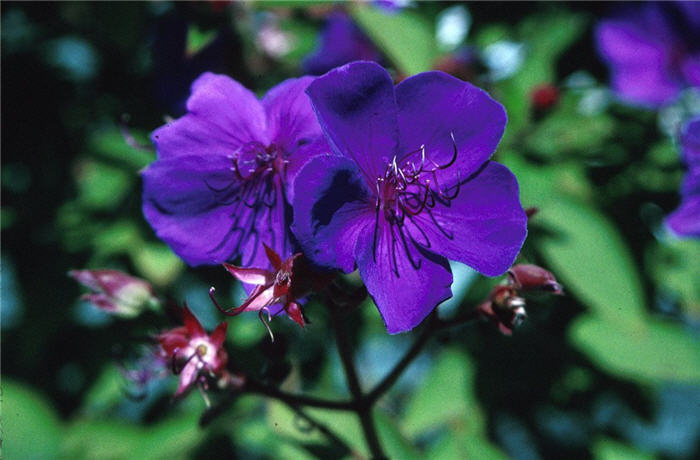 Plant photo of: Tibouchina urvilleana