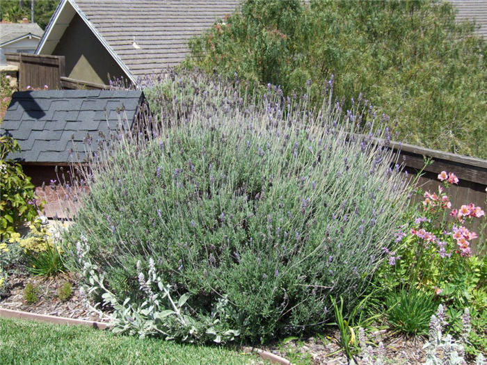 Plant photo of: Lavandula angustifolia 'Hidcote'