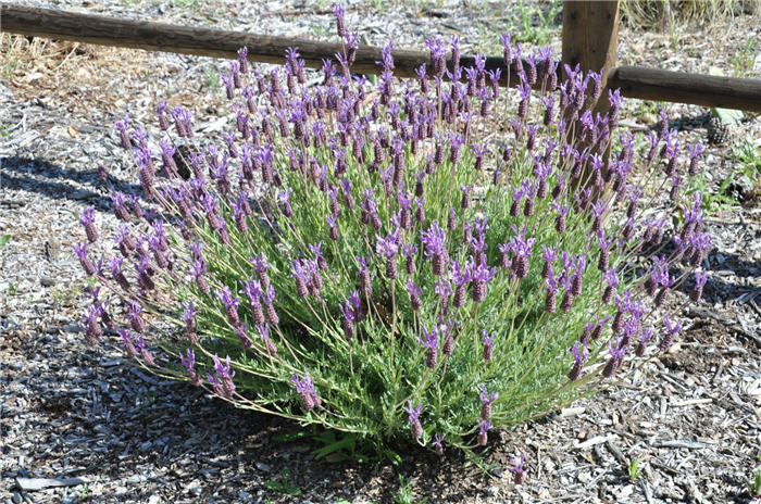 Plant photo of: Lavandula stoechas