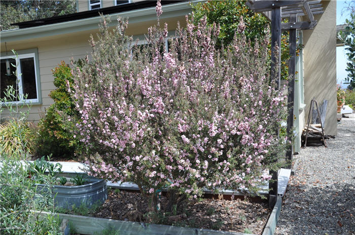 Plant photo of: Leptospermum scoparium 'Gaiety Girl'