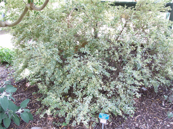 Plant photo of: Myrtus communis 'Variegata'