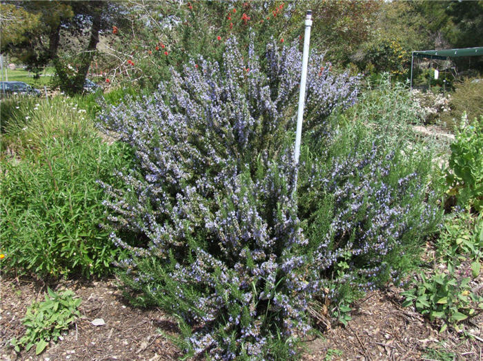 Plant photo of: Rosmarinus officinalis 'Tuscan Blue'