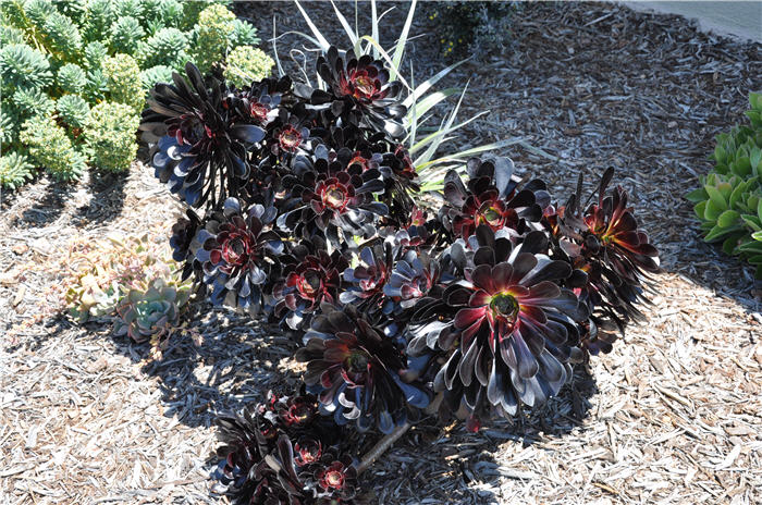 Plant photo of: Aeonium arboreum 'Zwartkop'