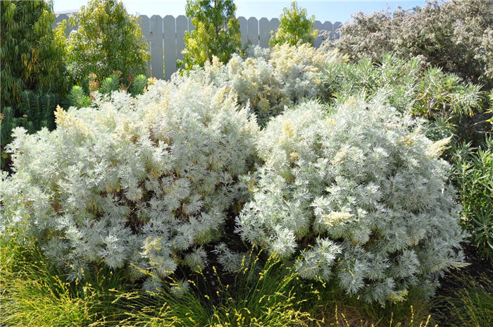 Plant photo of: Artemisia 'Powis Castle'