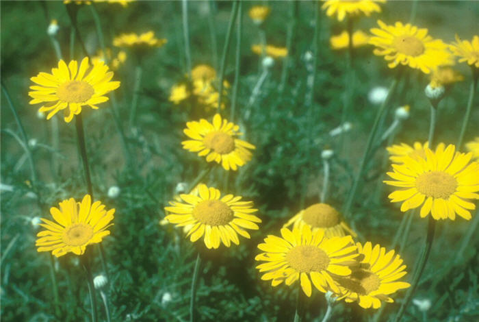 Plant photo of: Anthemis tinctoria