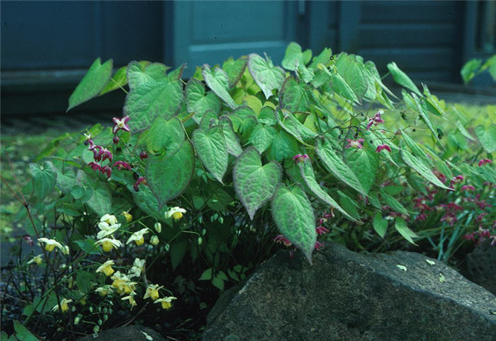 Plant photo of: Epimedium X rubrum