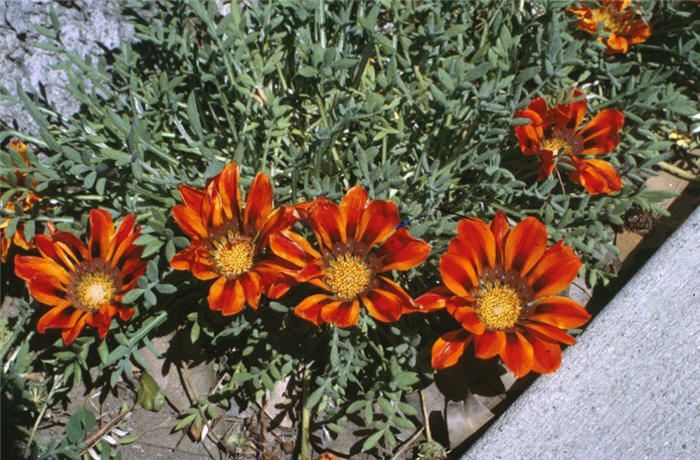 Plant photo of: Gazania 'Copper King'