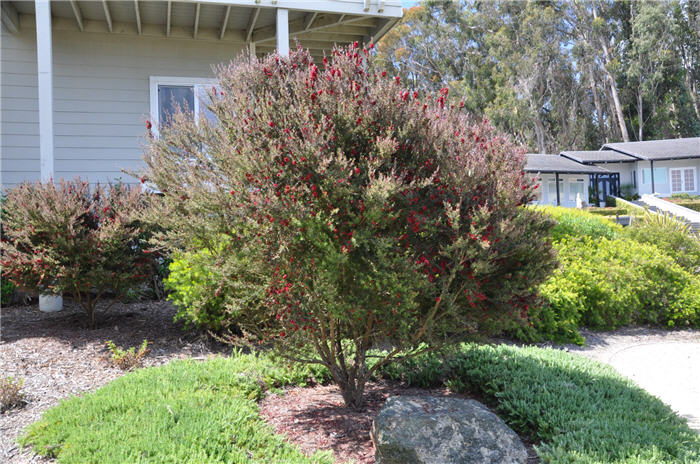 Plant photo of: Leptospermum scoparium 'Ruby Glow'