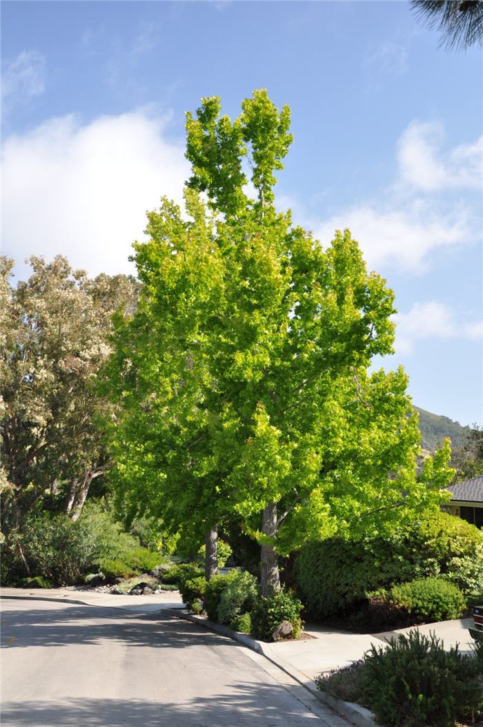 Plant photo of: Liquidambar styraciflua