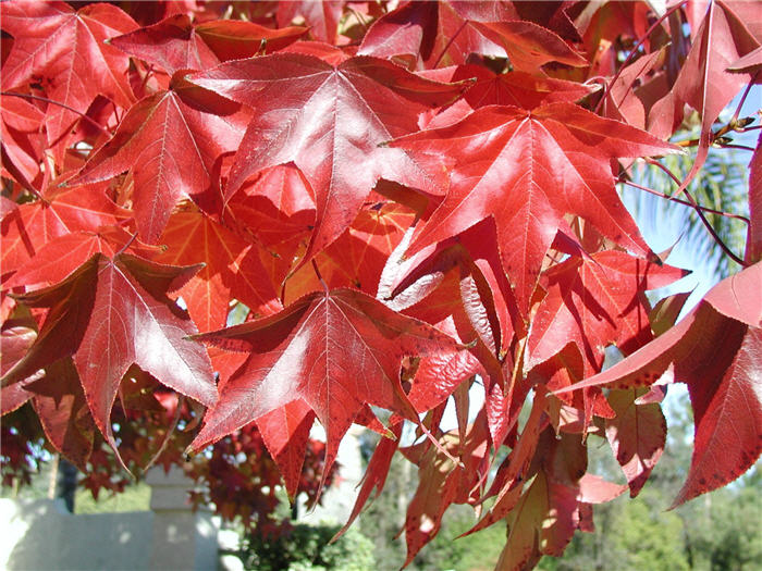 Plant photo of: Liquidambar styraciflua