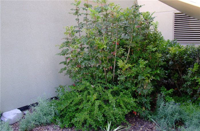 Plant photo of: Berberis aquifolium