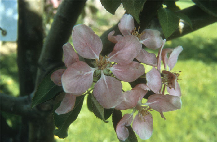 Plant photo of: Malus 'Hopa'