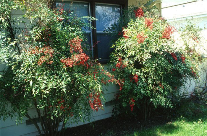 Plant photo of: Nandina domestica