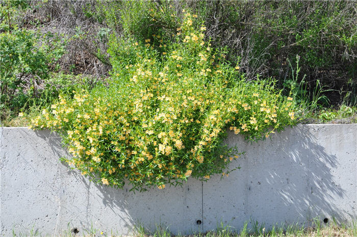 Plant photo of: Mimulus guttatus