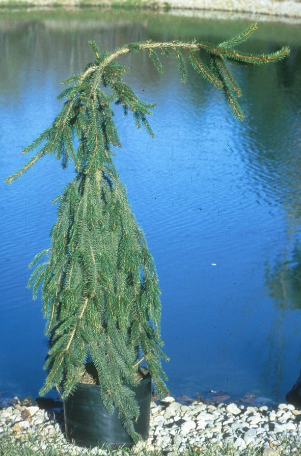 Plant photo of: Picea abies 'Pendula'