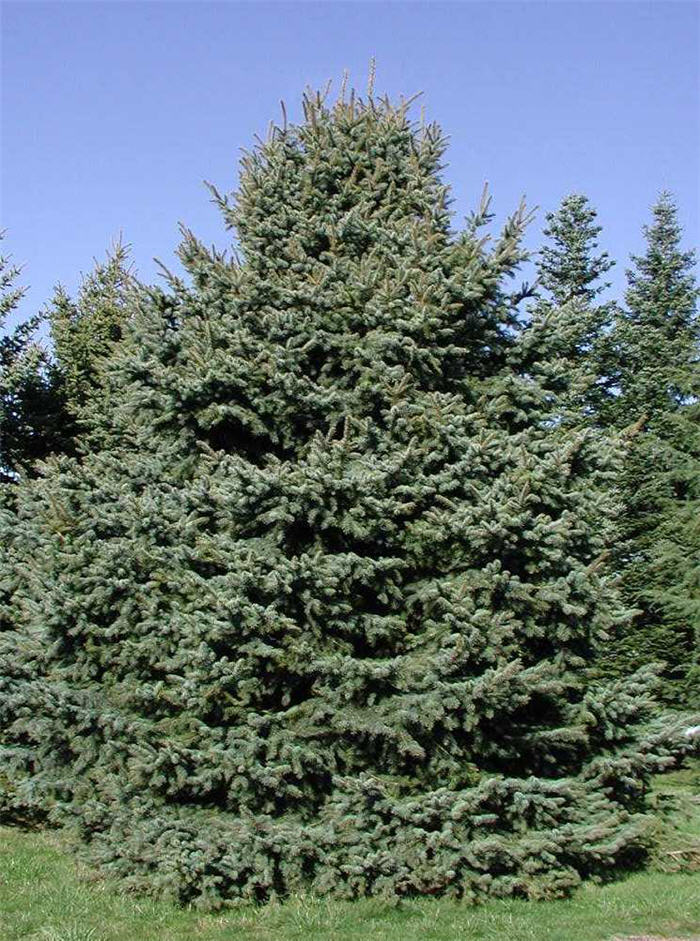 Plant photo of: Picea pungens