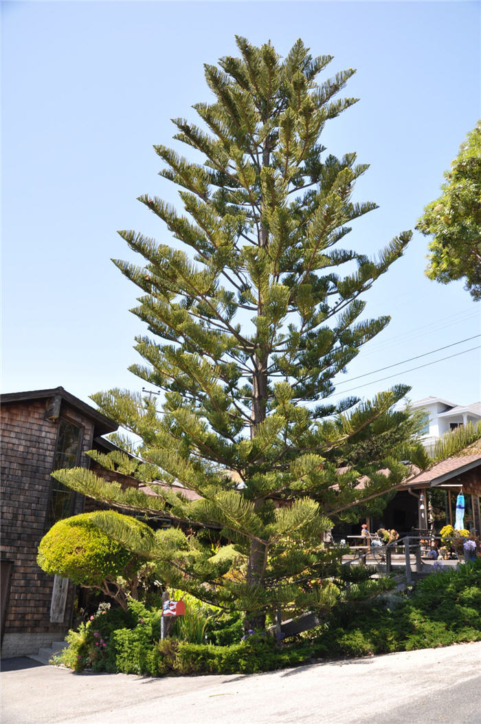 Plant photo of: Araucaria heterophylla