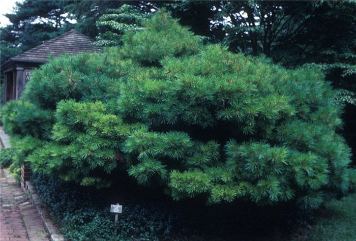 Plant photo of: Pinus strobus 'Nana'