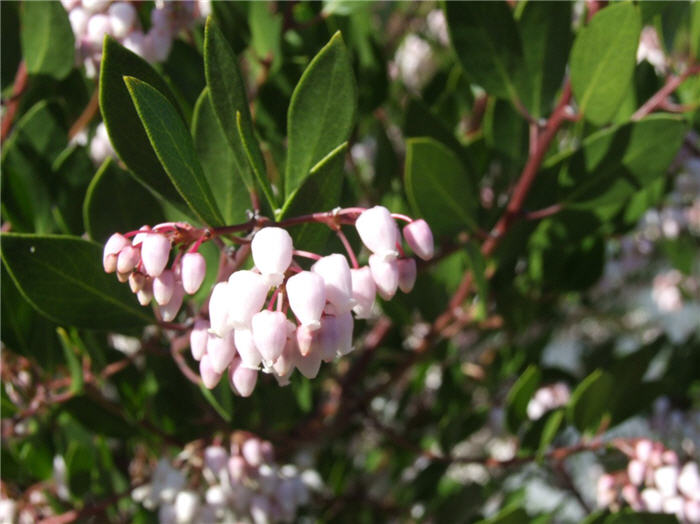 Plant photo of: Arctostaphylos densiflora 'Howard McMinn