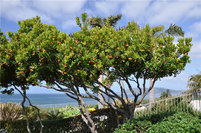 Plant photo of: Arbutus unedo