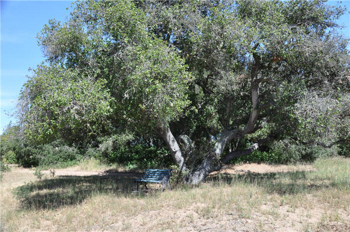 Plant photo of: Quercus agrifolia