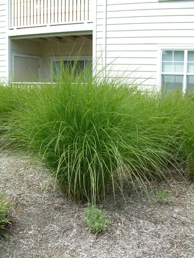 Plant photo of: Miscanthus sinensis 'Gracillimus'