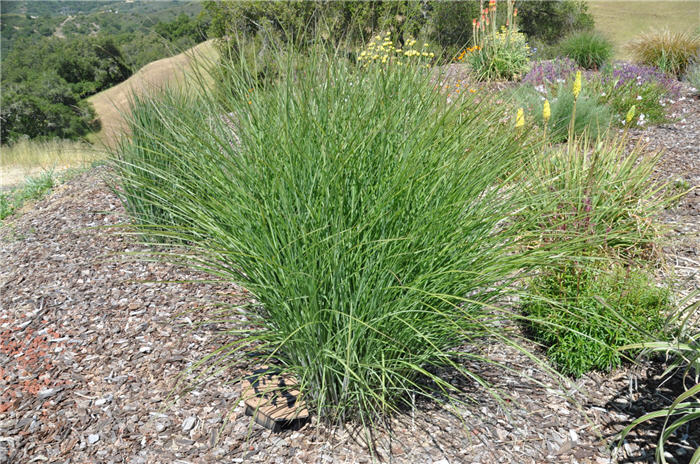 Plant photo of: Miscanthus sinensis 'Gracillimus'